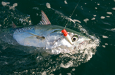 False Albacore Fort Pierce Inlet